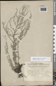 Artemisia lercheana Weber ex Stechm., Eastern Europe, Eastern region (E10) (Russia)