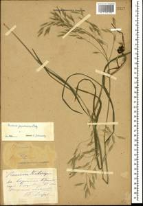 Bromus japonicus Houtt., Caucasus, Stavropol Krai, Karachay-Cherkessia & Kabardino-Balkaria (K1b) (Russia)