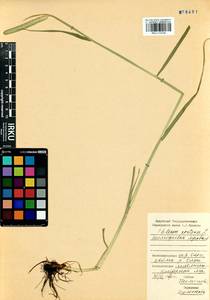 Phleum pratense L., Siberia, Baikal & Transbaikal region (S4) (Russia)