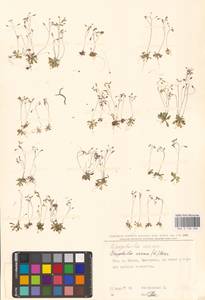 Draba verna L., Eastern Europe, North Ukrainian region (E11) (Ukraine)