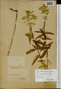 Saponaria officinalis L., Eastern Europe, Central forest-and-steppe region (E6) (Russia)