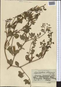 Zygophyllum obliquum Popov, Middle Asia, Northern & Central Tian Shan (M4) (Kyrgyzstan)