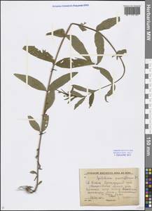 Epilobium parviflorum Schreb., Caucasus, Krasnodar Krai & Adygea (K1a) (Russia)