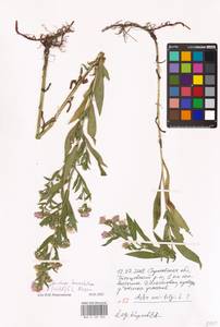 Symphyotrichum lanceolatum (Willd.) G. L. Nesom, Eastern Europe, Lower Volga region (E9) (Russia)