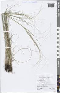 Stipa capillata L., South Asia, South Asia (Asia outside ex-Soviet states and Mongolia) (ASIA) (Turkey)