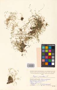 Sagina procumbens L., Eastern Europe, Moscow region (E4a) (Russia)