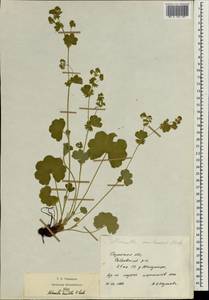 Alchemilla breviloba H. Lindb., Eastern Europe, Central region (E4) (Russia)