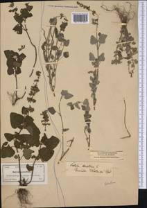 Salvia serotina L., America (AMER) (United States)