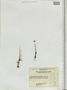 Gagea serotina (L.) Ker Gawl., Siberia, Russian Far East (S6) (Russia)