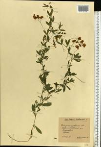 Lathyrus tuberosus L., Eastern Europe, South Ukrainian region (E12) (Ukraine)