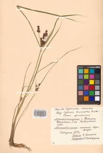 Cyperus orthostachyus Franch. & Sav., Siberia, Russian Far East (S6) (Russia)