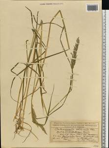 Calamagrostis obtusata Trin., Eastern Europe, Northern region (E1) (Russia)