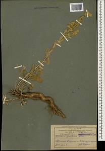 Marrubium parviflorum Fisch. & C.A.Mey., Caucasus, Armenia (K5) (Armenia)