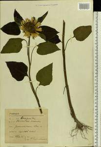 Helianthus annuus L., Eastern Europe, Moscow region (E4a) (Russia)