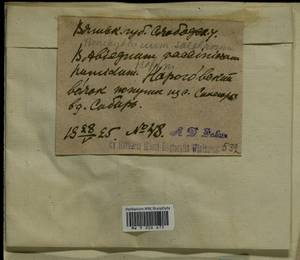 Brachythecium salebrosum (Hoffm. ex F. Weber & D. Mohr) Schimp., Bryophytes, Bryophytes - Permsky Krai, Udmurt Republic, Sverdlovsk & Kirov Oblasts (B8) (Russia)