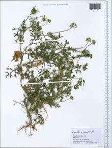 Nigella arvensis L., South Asia, South Asia (Asia outside ex-Soviet states and Mongolia) (ASIA) (Israel)