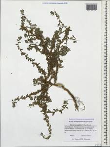 Bassia hyssopifolia (Pall.) Kuntze, Caucasus, Azerbaijan (K6) (Azerbaijan)