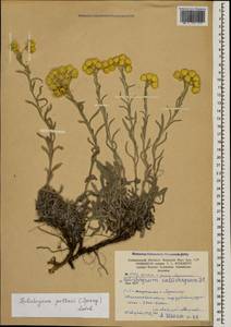 Helichrysum pallasii (Spreng.) Ledeb., Caucasus, Armenia (K5) (Armenia)