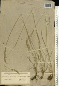 Festuca arundinacea Schreb. , nom. cons., Eastern Europe, Lower Volga region (E9) (Russia)