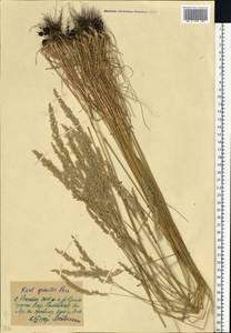 Koeleria pyramidata (Lam.) P.Beauv., Eastern Europe, North Ukrainian region (E11) (Ukraine)