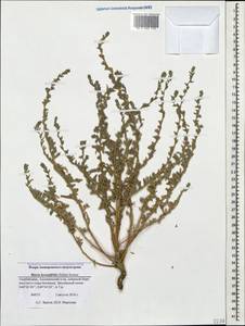 Bassia hyssopifolia (Pall.) Kuntze, Caucasus, Azerbaijan (K6) (Azerbaijan)