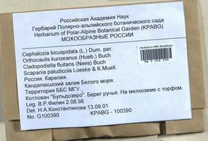 Cephalozia bicuspidata (L.) Dumort., Bryophytes, Bryophytes - Karelia, Leningrad & Murmansk Oblasts (B4) (Russia)