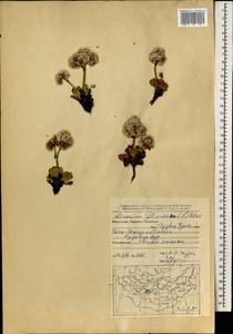 Limonium flexuosum (L.) Chaz., Mongolia (MONG) (Mongolia)