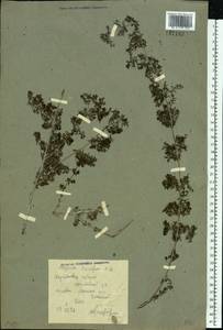 Galium humifusum M.Bieb., Eastern Europe, North Ukrainian region (E11) (Ukraine)