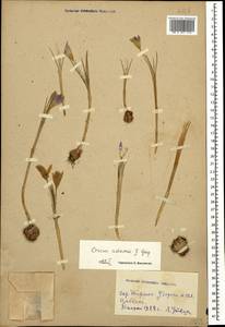 Crocus biflorus subsp. adami (J.Gay) K.Richt., Caucasus, Georgia (K4) (Georgia)