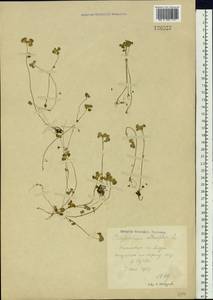 Chrysosplenium alternifolium L., Siberia, Russian Far East (S6) (Russia)