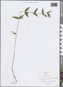 Scutellaria galericulata L., Eastern Europe, Moscow region (E4a) (Russia)