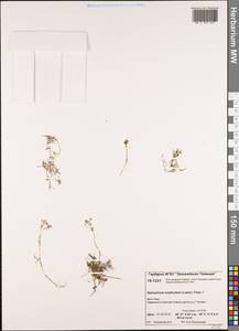Ranunculus subrigidus W. B. Drew, Siberia, Central Siberia (S3) (Russia)