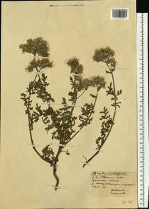 Phacelia tanacetifolia Benth., Eastern Europe, South Ukrainian region (E12) (Ukraine)