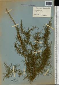 Asparagus verticillatus L., Eastern Europe, Rostov Oblast (E12a) (Russia)
