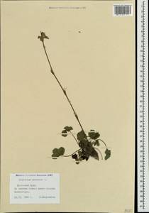 Trifolium pratense L., Crimea (KRYM) (Russia)