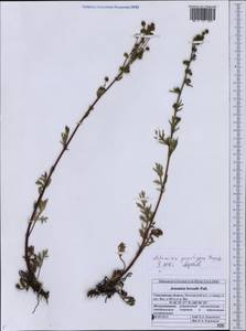 Artemisia punctigera Krasch. ex Poljakov, Siberia, Russian Far East (S6) (Russia)