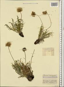 Jurinea coronopifolia Sommier & Levier, Caucasus, Stavropol Krai, Karachay-Cherkessia & Kabardino-Balkaria (K1b) (Russia)