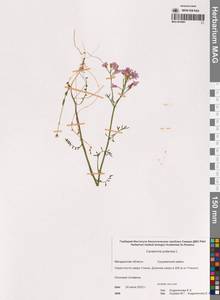 Cardamine pratensis L., Siberia, Chukotka & Kamchatka (S7) (Russia)