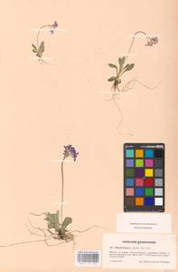 Primula farinosa L., Western Europe (EUR) (Switzerland)
