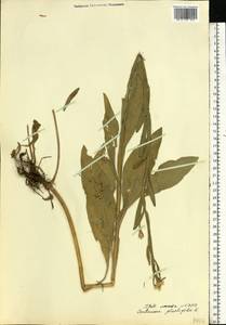 Centaurea glastifolia subsp. glastifolia, Eastern Europe, West Ukrainian region (E13) (Ukraine)