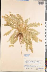 Cirsium esculentum (Siev.) C. A. Mey., Eastern Europe, North Ukrainian region (E11) (Ukraine)