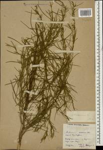 Artemisia arenaria DC., Caucasus, Dagestan (K2) (Russia)