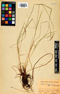 Carex cespitosa L., Siberia, Baikal & Transbaikal region (S4) (Russia)