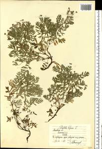 Sibbaldianthe bifurca (L.) Kurtto & T. Erikss., Eastern Europe, Moscow region (E4a) (Russia)