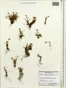 Chrysosplenium wrightii, Siberia, Chukotka & Kamchatka (S7) (Russia)