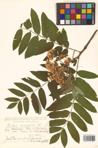 Sorbus aucuparia L., Caucasus, Georgia (K4) (Georgia)