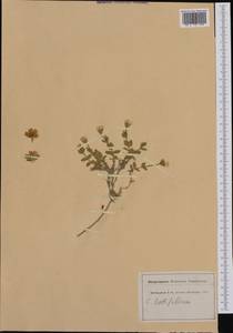 Cerastium latifolium L., Western Europe (EUR) (Switzerland)