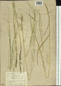 Scolochloa festucacea (Willd.) Link, Siberia, Baikal & Transbaikal region (S4) (Russia)