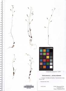 Draba nemorosa L., Eastern Europe, Middle Volga region (E8) (Russia)