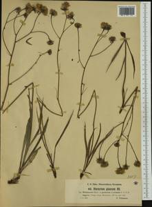 Hieracium glaucum subsp. willdenowii (Monnier) Nägeli & Peter, Western Europe (EUR) (Germany)